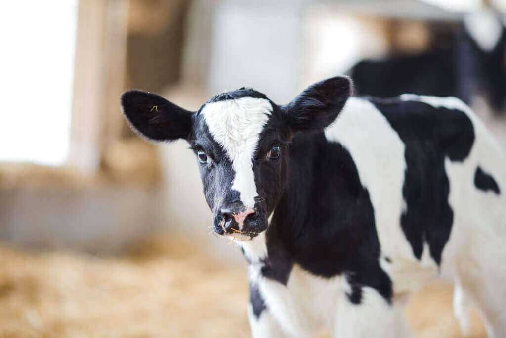 Calf milk replacer High Performance