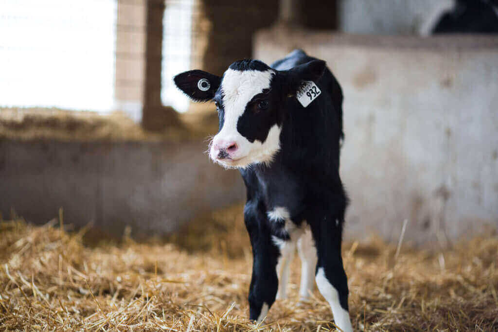 Calf milk replacer Alpha veal
