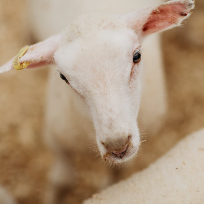 Grober Nutrition lamb milk replacer