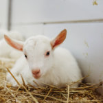 KidGro colostrum, baby kid goat sitting in straw