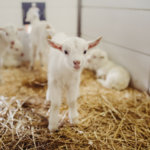 KidGro colostrum, kid goat on farm in pen with straw