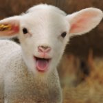 LambGro colostrum, baby lamb