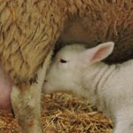 LambGro colostrum, baby lamb nursing from mother