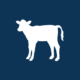 Calf coats