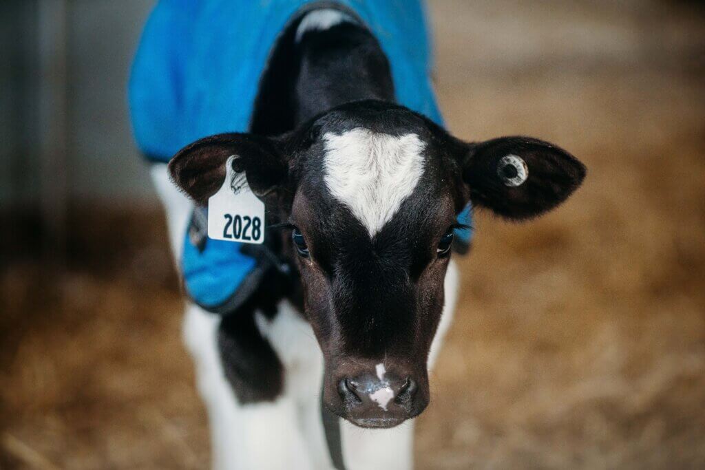 Holstein calf in blue calf coat