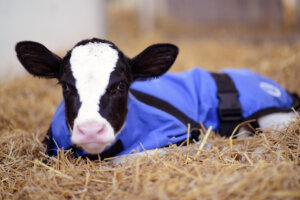 Calf in calf coat nestled in straw bedding