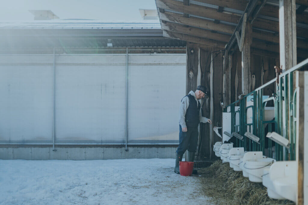 Grober nutrition milk replacer feeding calves in winter Dairy farmer feeding calves with Grober milk replacer outdoors in the winter